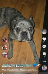 Lost Male Dog last seen Conti and Bennett Rd, Tangipahoa Parish, LA 70422