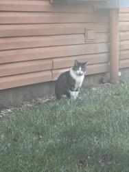Found/Stray Unknown Cat last seen Fairway Lakes apmts, Westerville, OH 43081