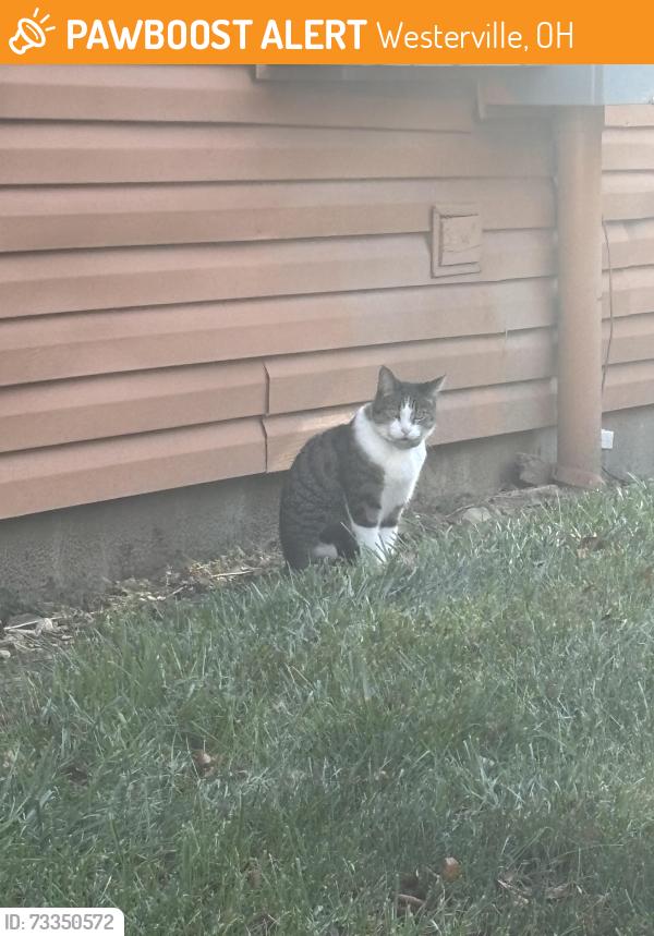 Found/Stray Unknown Cat last seen Fairway Lakes apmts, Westerville, OH 43081