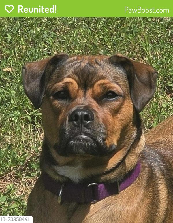 Reunited Female Dog last seen Highboro Drive, Rolling Acres, Langdon, Green Valley, MD 21771