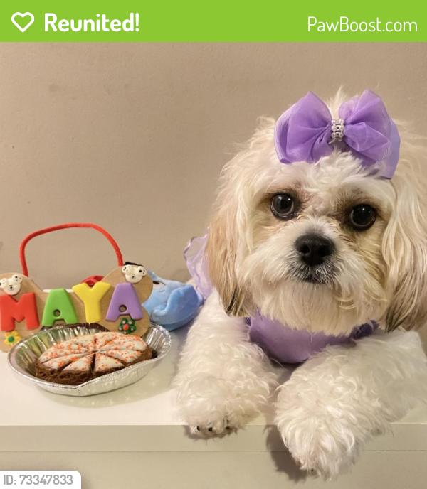 Reunited Female Dog last seen quinnipiac av, New Haven, CT 06513