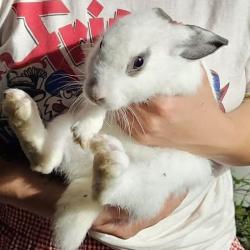 Shelter Stray Unknown Rabbit last seen , 980 Guilford College Rd, Greensboro, NC 27409, USA