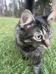 Found/Stray Unknown Cat last seen Washington and Woodbridge, Evans, GA 30907