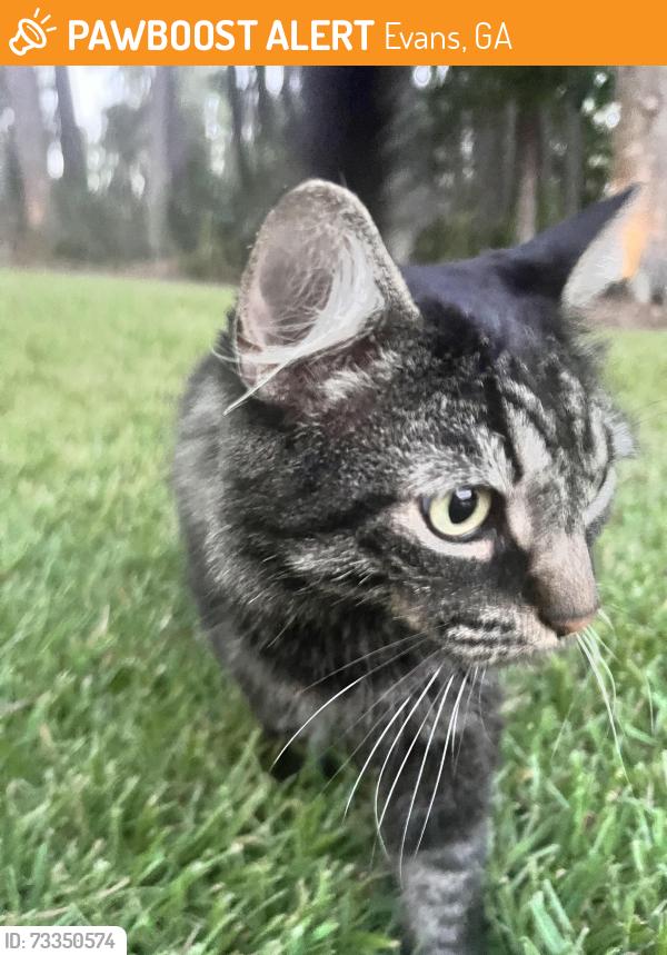 Found/Stray Unknown Cat last seen Washington and Woodbridge, Evans, GA 30907