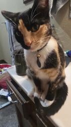 Lost Female Cat last seen Wilbur and Mount Carrol, Dalton Gardens, ID 83815