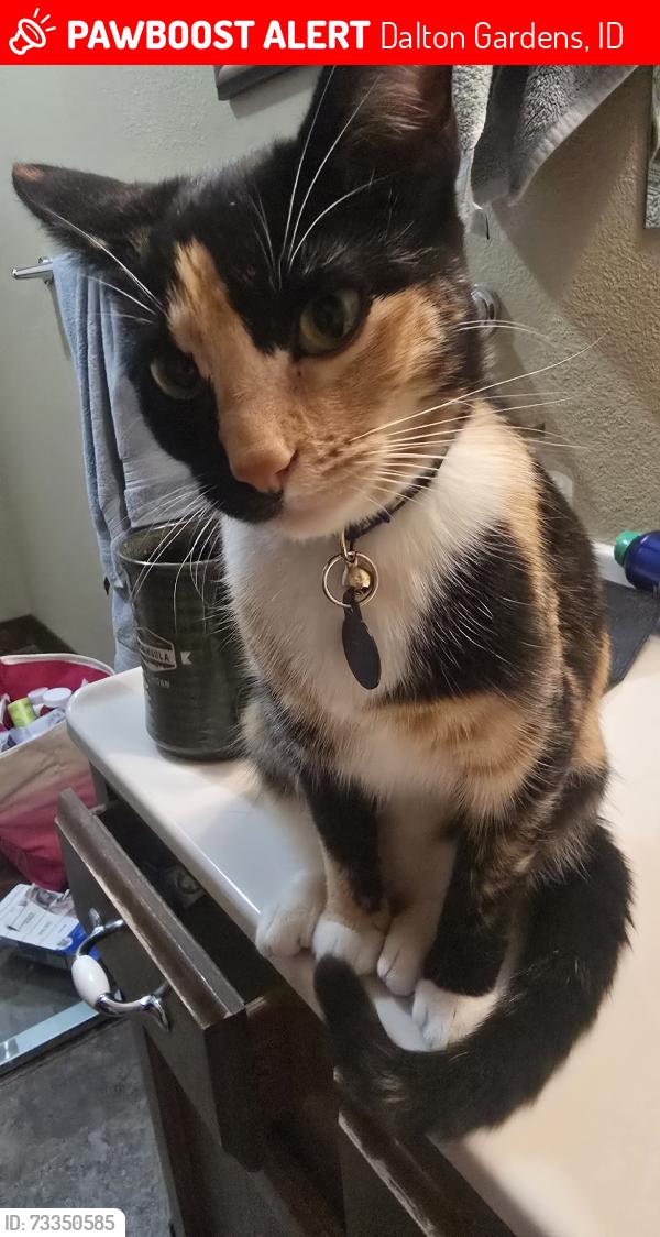 Lost Female Cat last seen Wilbur and Mount Carrol, Dalton Gardens, ID 83815