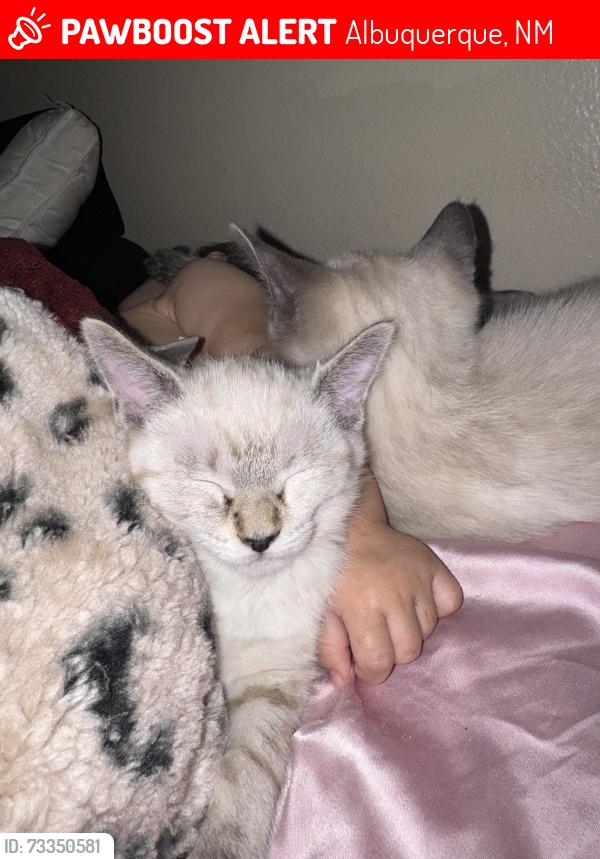 Lost Female Cat last seen Taylor ranch and Sooner, Albuquerque, NM 87120