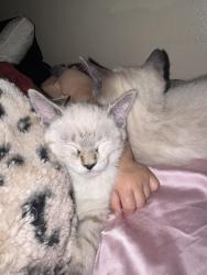 Lost Female Cat last seen Taylor ranch and Sooner, Albuquerque, NM 87120