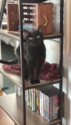 Lost Female Cat last seen Cross and Crown Church, Monmouth, ME 04259