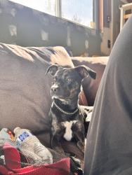Found/Stray Male Dog last seen 180th St E & 40th Ave, Pierce County, WA 98387