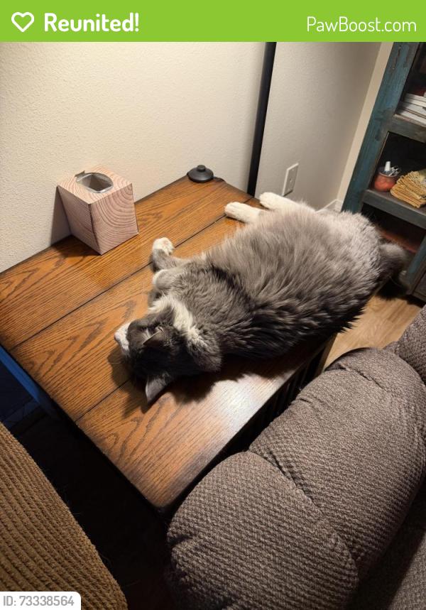 Reunited Male Cat last seen Marna Lyn Ave. NW; Piedras Marcadas neighborhood, Albuquerque, NM 87114