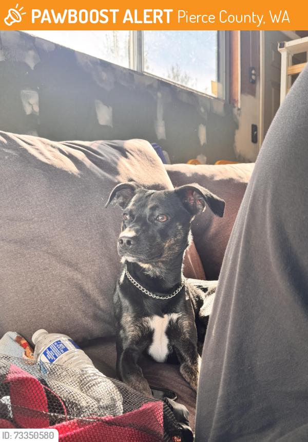 Found/Stray Male Dog last seen 180th St E & 40th Ave, Pierce County, WA 98387