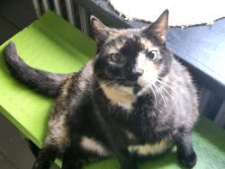 Lost Female Cat last seen Elizabeth Ave & Herb Road Muhlenberg TWP. (Laureldale), Temple, PA 19560