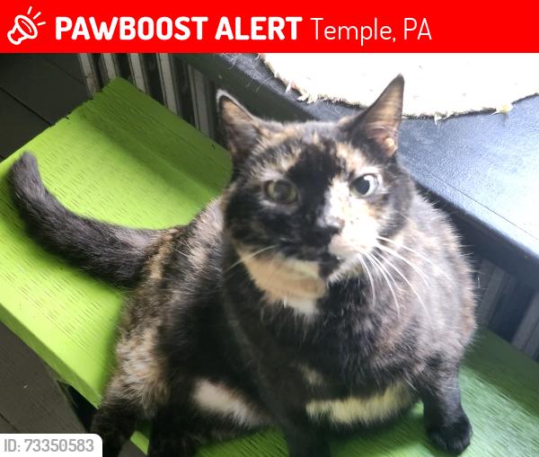 Lost Female Cat last seen Elizabeth Ave & Herb Road Muhlenberg TWP. (Laureldale), Temple, PA 19560