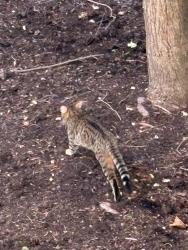 Found/Stray Unknown Cat last seen NW Highway and Coolidge Ave Palatine e, Palatine, IL 60067