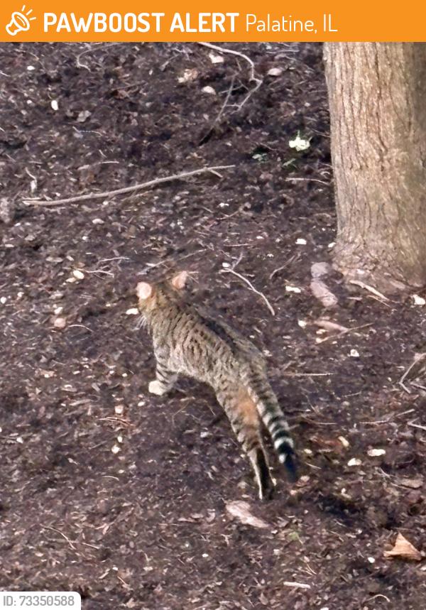 Found/Stray Unknown Cat last seen NW Highway and Coolidge Ave Palatine e, Palatine, IL 60067