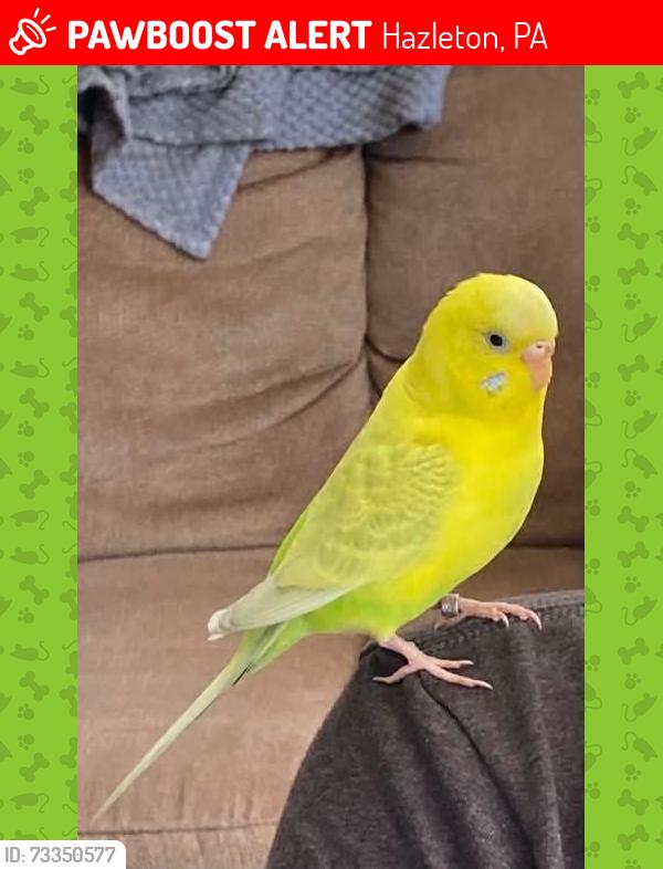 Lost Female Bird last seen Seybert and 11th, Hazleton, PA 18201
