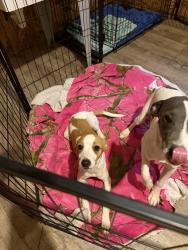 Found/Stray Male Dog last seen Joe’s auto and bug busters, Cherokee County, GA 30102