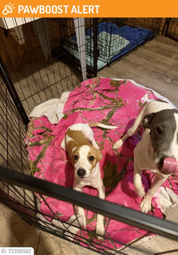 Found/Stray Male Dog last seen Joe’s auto and bug busters, Cherokee County, GA 30102