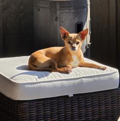 Reunited Female Dog last seen Rudisill, Fort Wayne, IN 46806