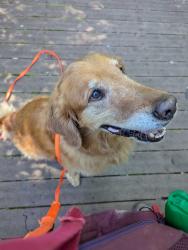 Lost Male Dog last seen Gray's Crossing close to Northline Rd/Old Post Rd/Malta Ave, Ballston Spa, NY 12020