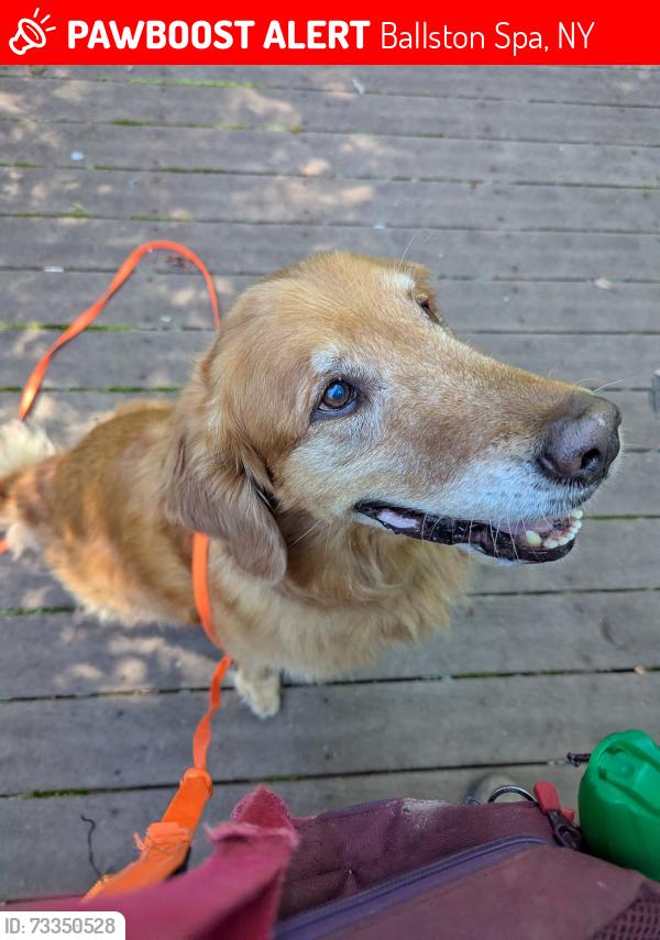 Lost Male Dog last seen Gray's Crossing close to Northline Rd/Old Post Rd/Malta Ave, Ballston Spa, NY 12020