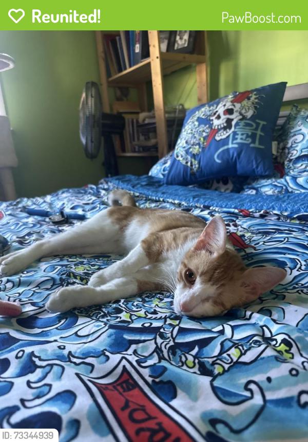 Reunited Male Cat last seen Inside, Woodbridge, VA 22193