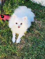 Reunited Male Dog last seen Near State St, Hamden, CT 06517