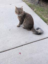 Found/Stray Unknown Cat last seen Hunt Club, Auburn Hills, MI 48326