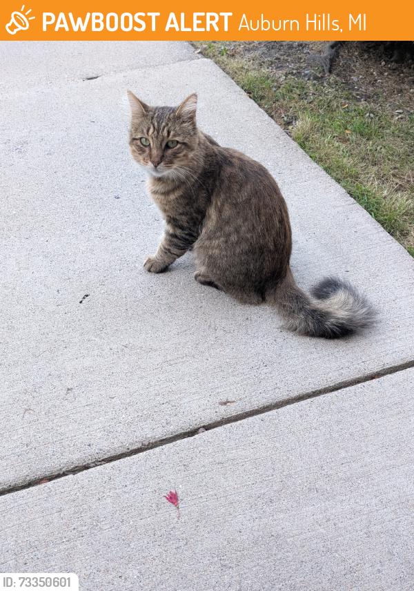 Found/Stray Unknown Cat last seen Hunt Club, Auburn Hills, MI 48326