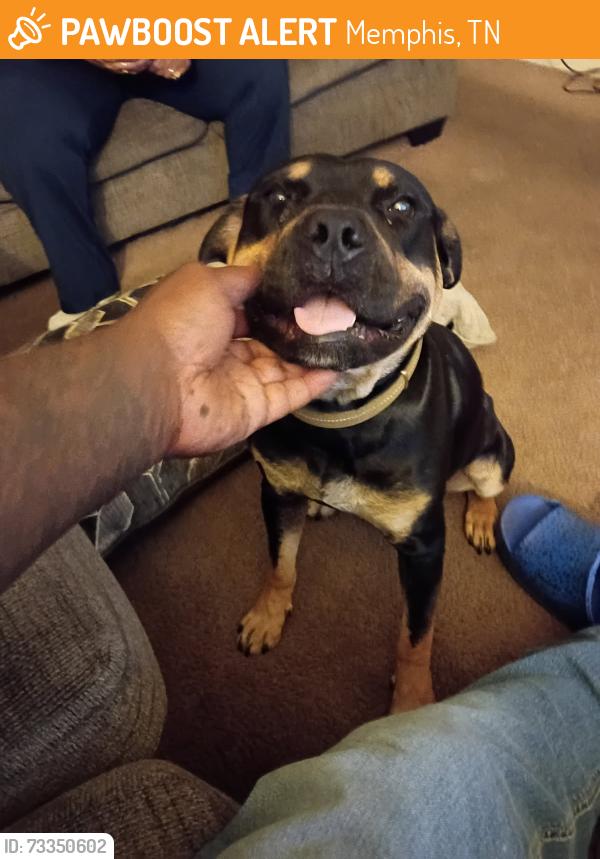 Found/Stray Unknown Dog last seen Raleigh Millington and Yale, Memphis, TN 38128