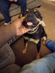 Found/Stray Unknown Dog last seen Raleigh Millington and Yale, Memphis, TN 38128