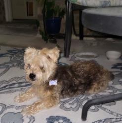 Reunited Male Dog last seen Auburn Reach, Porter, TX, Porter, TX 77365