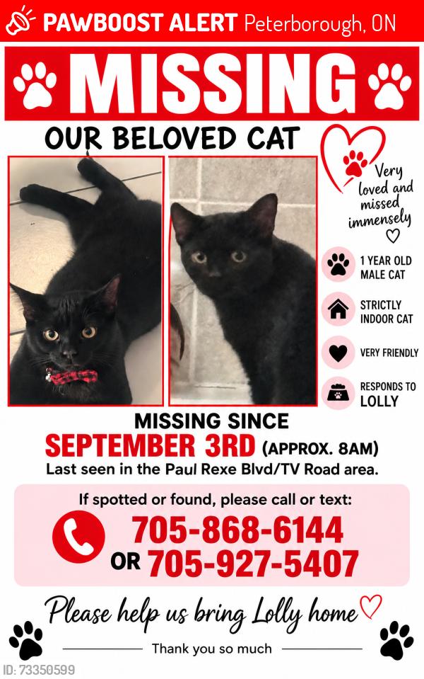 Lost Male Cat last seen Television rd. Richard eason court, Peterborough, ON 