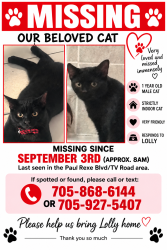 Lost Male Cat last seen Television rd. Richard eason court, Peterborough, ON 