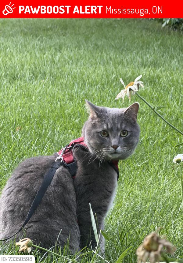 Lost Male Cat last seen Mississauga Rd x Dundas West, Mississauga, ON 