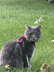 Lost Male Cat last seen Mississauga Rd x Dundas West, Mississauga, ON 