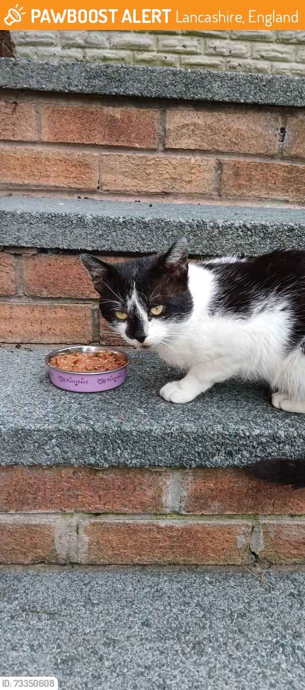 Found/Stray Male Cat last seen Bankhead lane, hoghton, Lancashire, England 