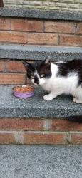 Found/Stray Male Cat last seen Bankhead lane, hoghton, Lancashire, England 