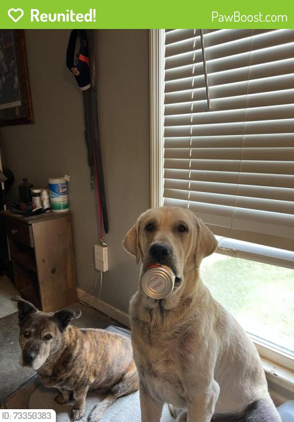 Reunited Male Dog last seen Chase shadow, Huntsville, AL 35811