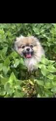 Lost Male Dog last seen patton, Albuquerque, NM 87105