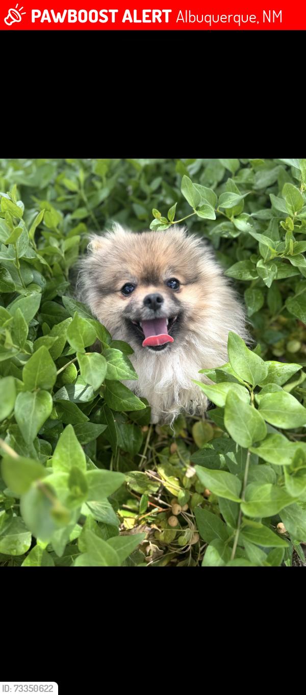 Lost Male Dog last seen patton, Albuquerque, NM 87105