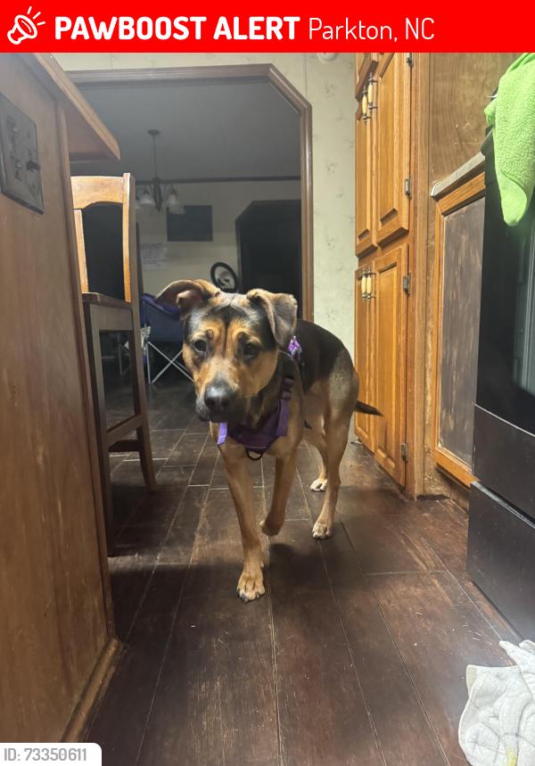 Lost Female Dog last seen W Parkton Tobermory Rd, Parkton, NC 28371