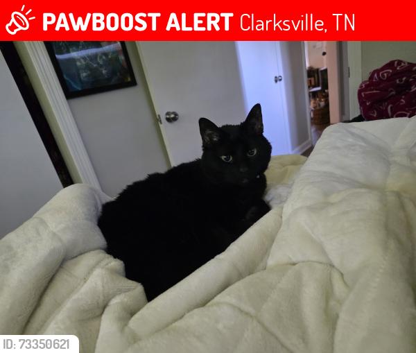Lost Female Cat last seen Elwood Drive and Elwood Drive Clarksville, TN 37040, Clarksville, TN 37040