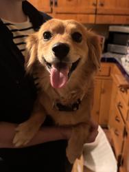 Found/Stray Female Dog last seen Sunset road Sw near central, Albuquerque, NM 87105
