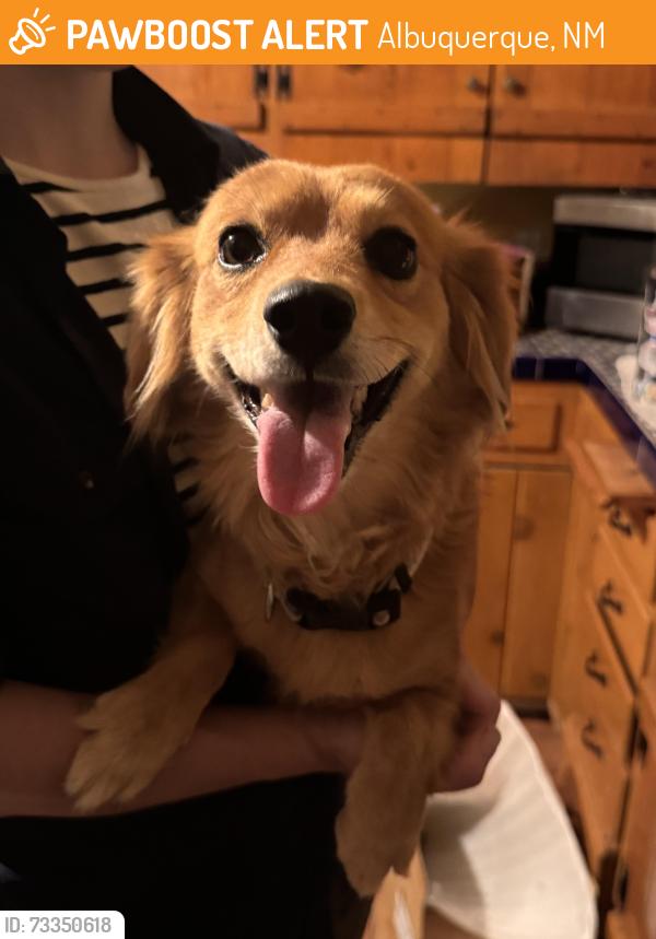 Found/Stray Female Dog last seen Sunset road Sw near central, Albuquerque, NM 87105