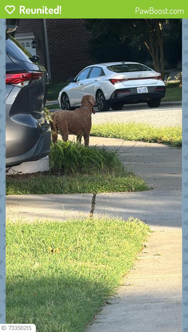 Reunited Female Dog last seen St Andrews Ct. High Point, High Point, NC 27282