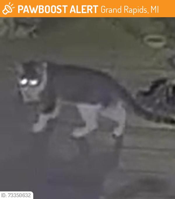 Found/Stray Unknown Cat last seen Bradford ans sinclare, Grand Rapids, MI 49503
