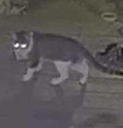 Found/Stray Unknown Cat last seen Bradford ans sinclare, Grand Rapids, MI 49503