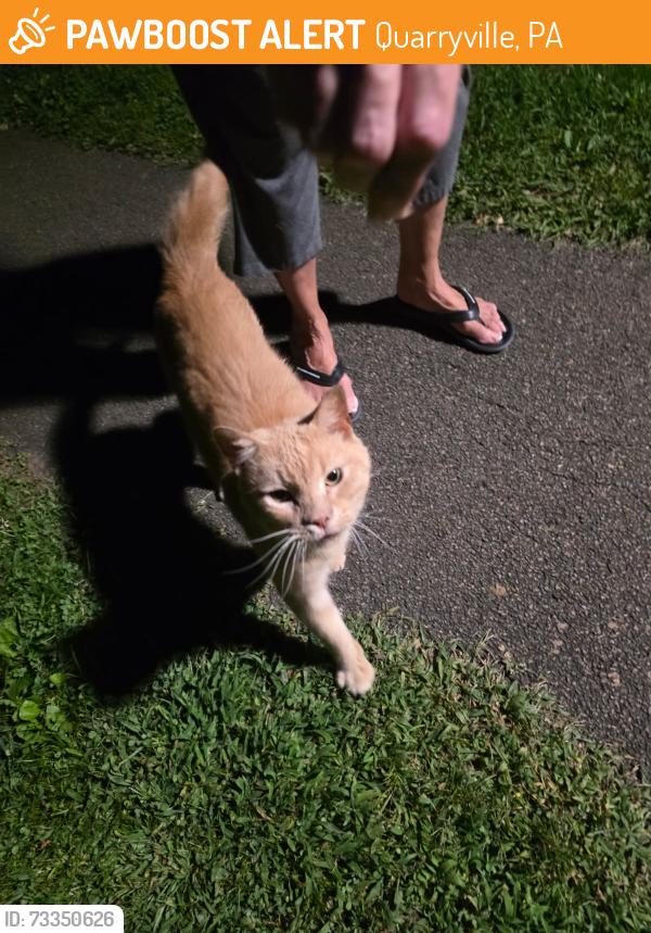 Found/Stray Unknown Cat last seen Summit Ave. Quarryville PA17566, Quarryville, PA 17566
